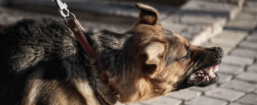 Dog Bite Lawyers in New York - The Platta Law Firm