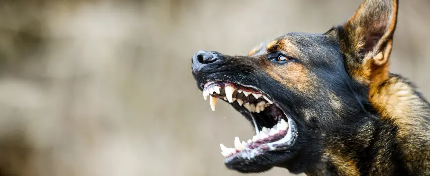 What Can I Do if My Child Was Bitten By a Dog in New York City