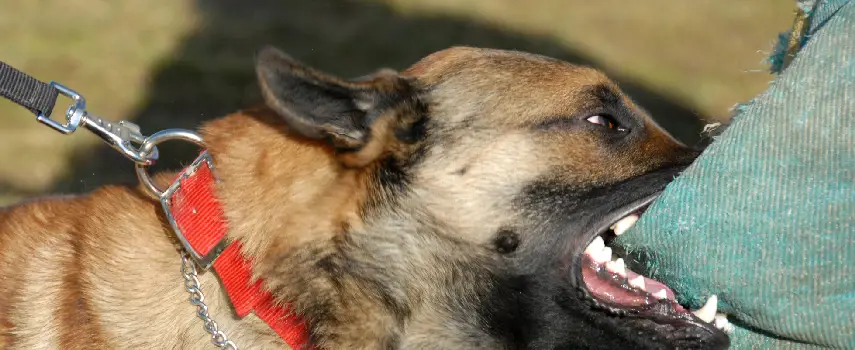 What New York Pet Owners Should Know About Dog Bite Liability